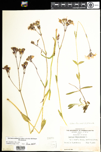 Lychnis flos-cuculi image