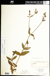 Silene latifolia image