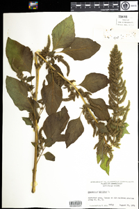 Amaranthus hybridus image