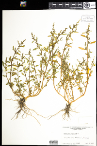 Chenopodium glaucum image