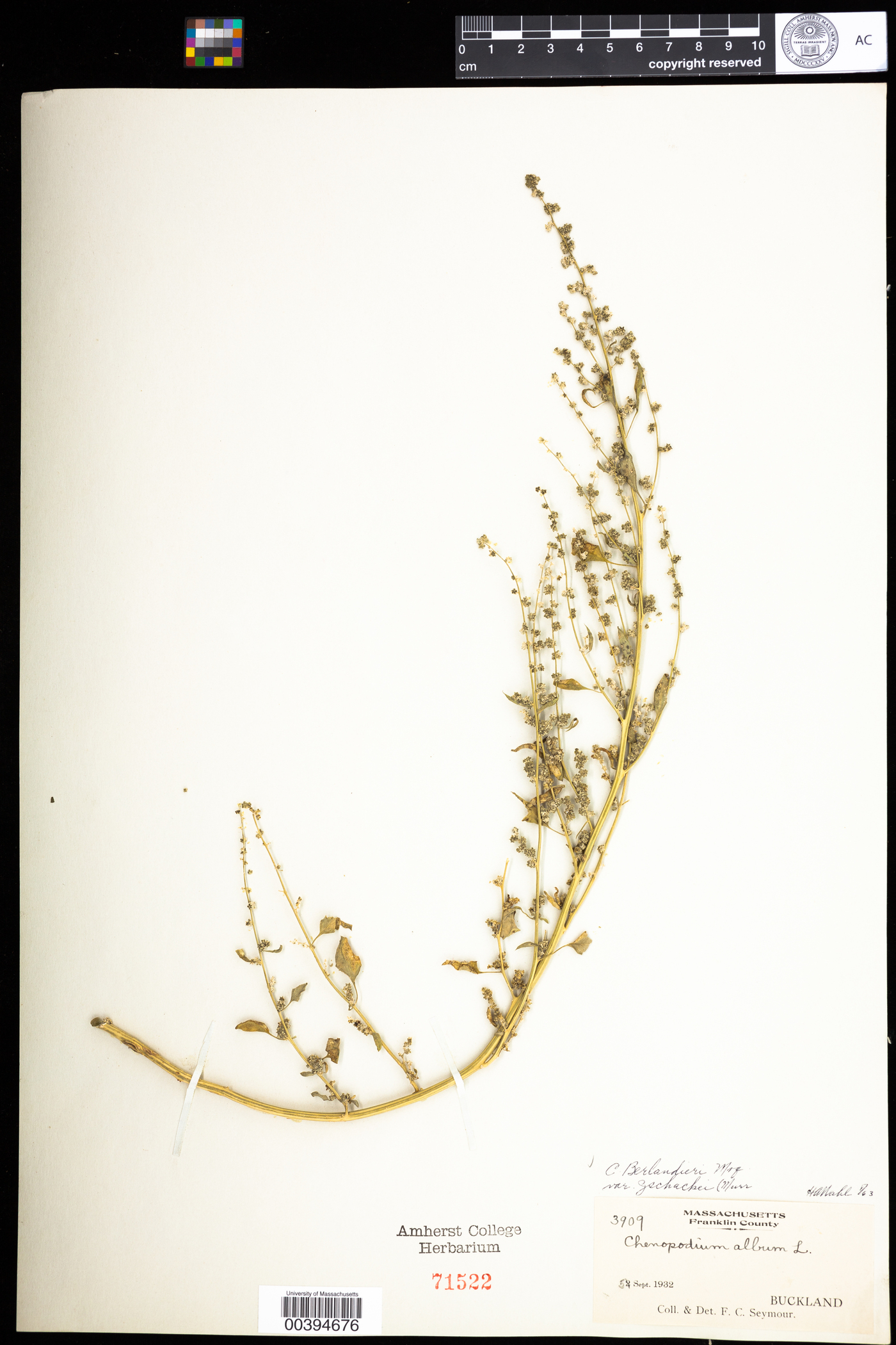 Chenopodium berlandieri var. zschackii image