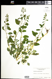 Chenopodium polyspermum image