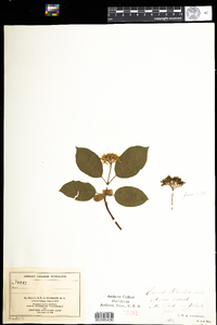 Cornus sericea image