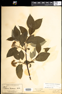 Cornus sericea image