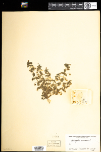 Anagallis arvensis image