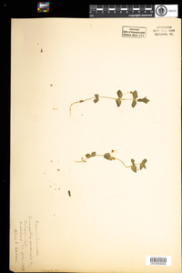 Anagallis arvensis image