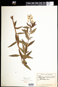 Lysimachia terrestris image