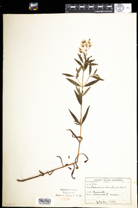 Lysimachia terrestris image