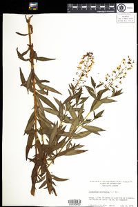 Lysimachia terrestris image