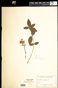 Vinca minor image