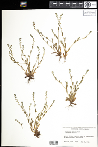 Myosotis stricta image