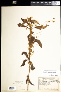 Cuscuta gronovii image