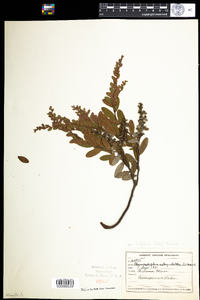 Chamaedaphne calyculata image