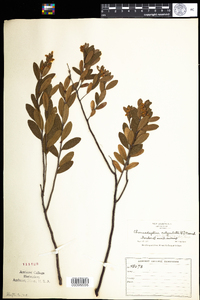 Chamaedaphne calyculata image