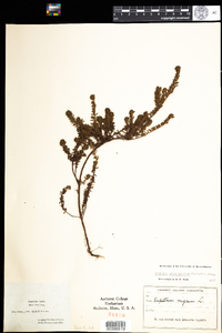 Empetrum eamesii ssp. atropurpureum image