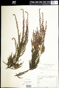 Calluna vulgaris image