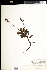 Chimaphila umbellata image