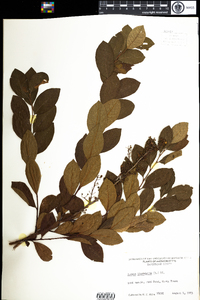 Lyonia ligustrina image