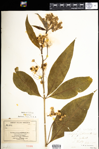 Asclepias exaltata image