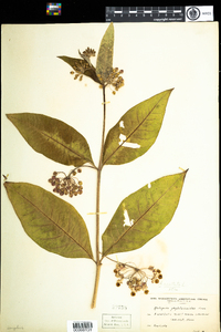 Asclepias exaltata image