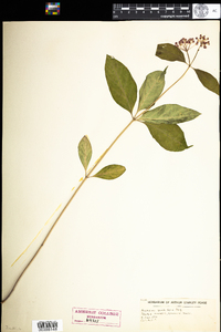 Asclepias quadrifolia image