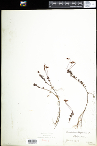 Vaccinium oxycoccos image