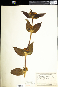 Gentiana clausa image