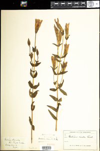 Gentianopsis crinita image