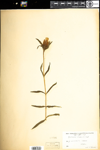 Gentiana linearis image