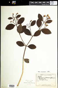 Apocynum androsaemifolium image