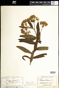 Asclepias tuberosa image