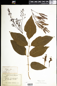 Fraxinus americana image