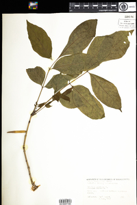 Fraxinus americana image