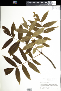 Fraxinus nigra image