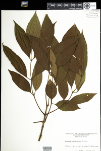 Fraxinus pennsylvanica image