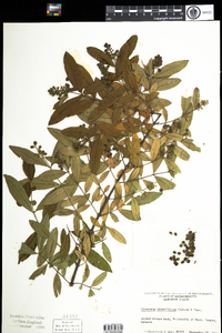 Ligustrum obtusifolium image