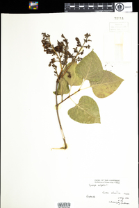 Syringa vulgaris image