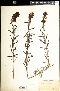 Linaria vulgaris image