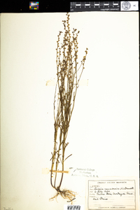 Nuttallanthus canadensis image