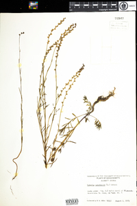 Nuttallanthus canadensis image