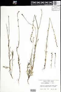 Nuttallanthus canadensis image