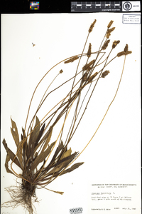 Plantago lanceolata image