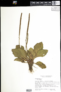 Plantago major image