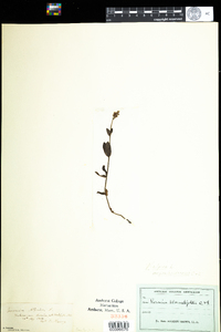 Veronica alpina image
