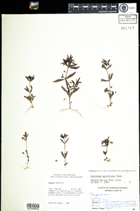 Image of Collinsia parviflora