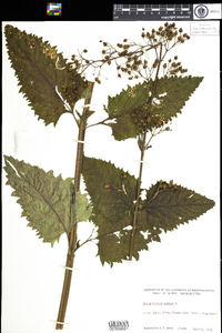 Scrophularia nodosa image