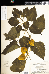 Physalis alkekengi image