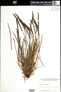 Plantago maritima var. juncoides image