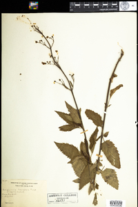 Scrophularia lanceolata image