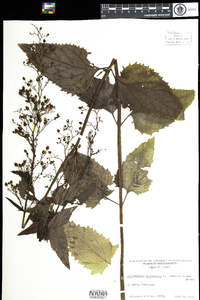 Scrophularia marilandica image